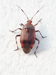 Deraeocoris olivaceus