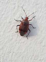 Deraeocoris olivaceus