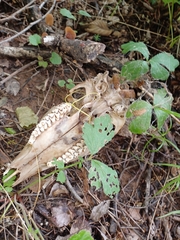 Odocoileus virginianus