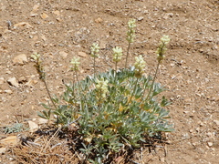 Lupinus peirsonii