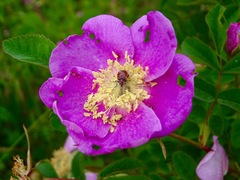 Merhynchites bicolor