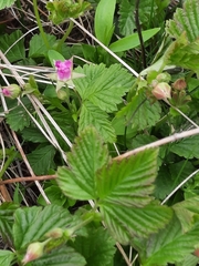 Rubus arcticus