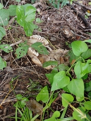 Odocoileus virginianus