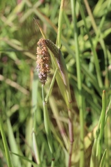 Alopecurus aequalis sonomensis