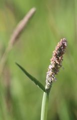 Alopecurus aequalis sonomensis