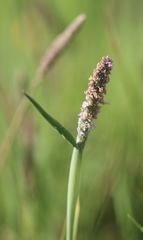 Alopecurus aequalis sonomensis