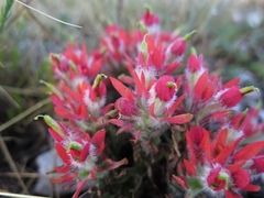 Castilleja bella