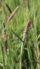 Alopecurus aequalis sonomensis