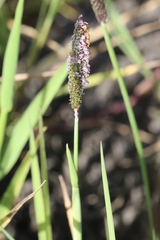 Alopecurus aequalis sonomensis