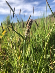 Alopecurus aequalis sonomensis