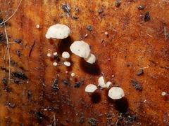 Cryptomarasmius rhopalostylidis
