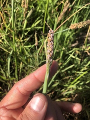 Alopecurus aequalis sonomensis