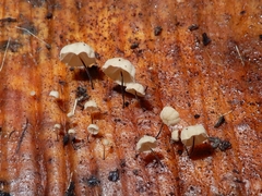 Cryptomarasmius rhopalostylidis