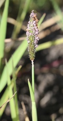 Alopecurus aequalis sonomensis