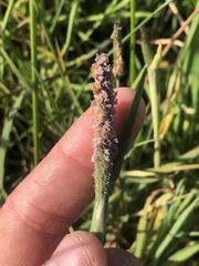 Alopecurus aequalis sonomensis