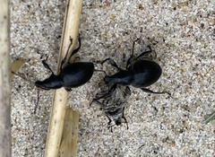 Otiorhynchus atroapterus