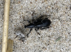 Otiorhynchus atroapterus