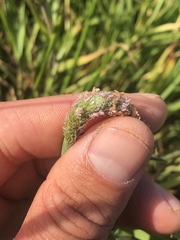 Alopecurus aequalis sonomensis