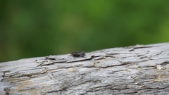 Insecta