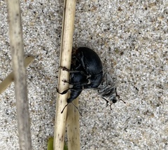 Otiorhynchus atroapterus