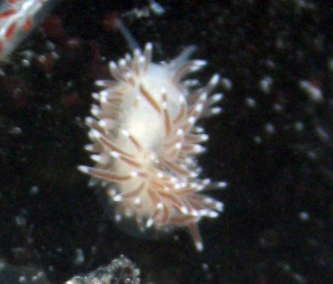 Cuthona divae