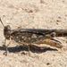 Slender Digging Grasshopper - Photo (c) Roberto Sindaco, some rights reserved (CC BY-NC-SA), uploaded by Roberto Sindaco