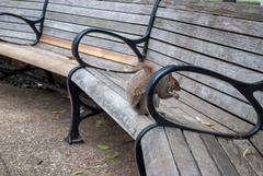 Sciurus carolinensis