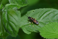 Tenthredo maculata