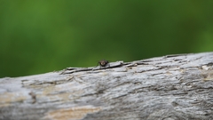 Insecta
