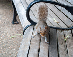 Sciurus carolinensis