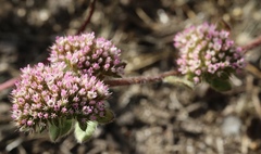 Chorizanthe valida