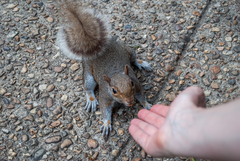 Sciurus carolinensis