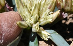 Allium parvum