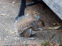 Sciurus carolinensis
