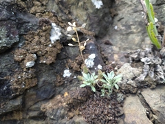 Alyssum montanum