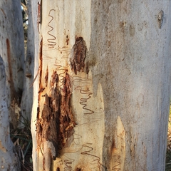 Eucalyptus rossii
