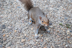 Sciurus carolinensis