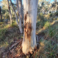 Eucalyptus rossii