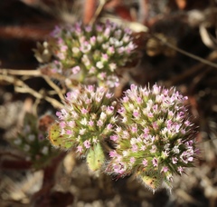 Chorizanthe valida