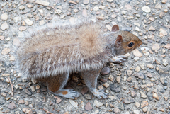 Sciurus carolinensis