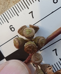 Eucalyptus rossii