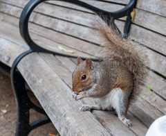 Sciurus carolinensis