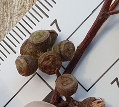 Eucalyptus rossii