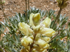 Lupinus peirsonii