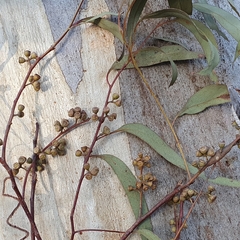 Eucalyptus rossii