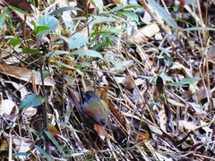 Synallaxis cinerascens