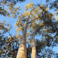 Eucalyptus rossii