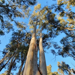 Eucalyptus rossii