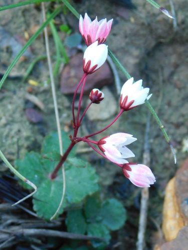Crassula capensis
