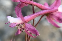 Delphinium purpusii